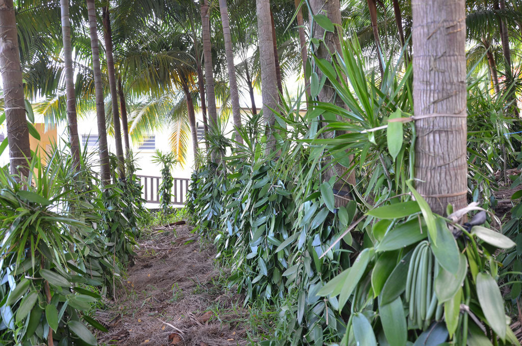 Au Domaine du Vacoa