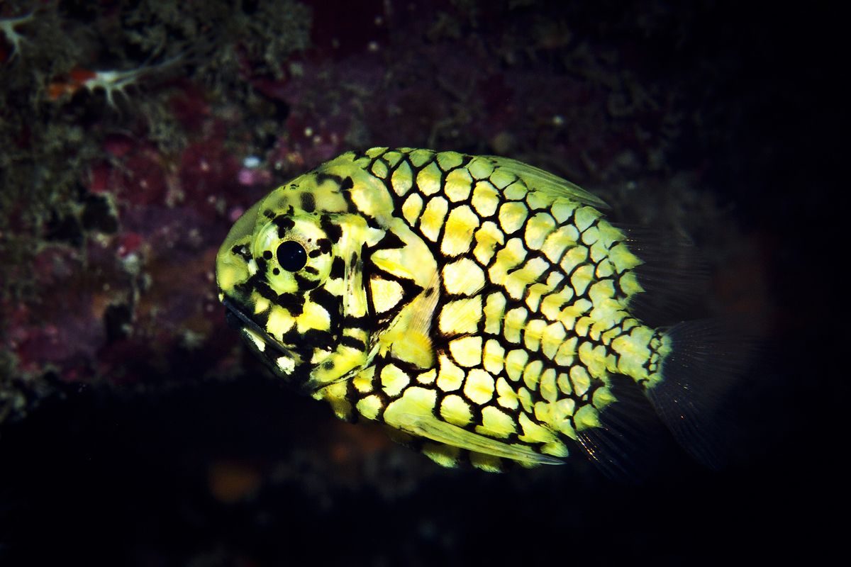 Bénitier Japonicus