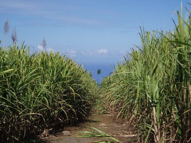 Le Rhum à la Réunion : de la coupe à la fabrication
