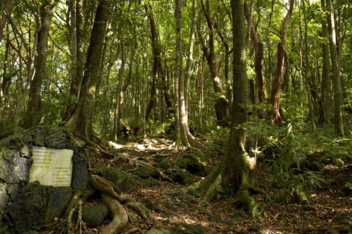 Forêt de Mare Longue