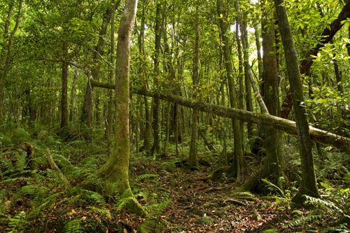 Sentier de la forêt de Mare Longue