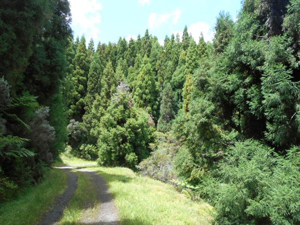 Forêt de Grande Ferme sur Route forestière Volcan – Aire de pique-nique