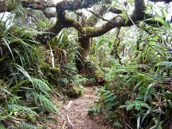 Forêt de la Plaine des Fougères