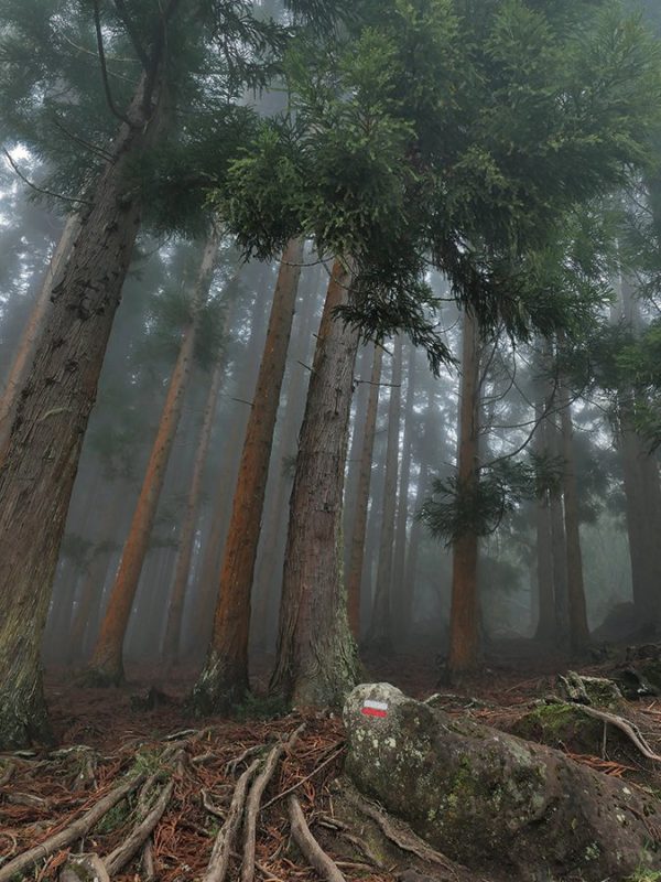Forêt des Makes