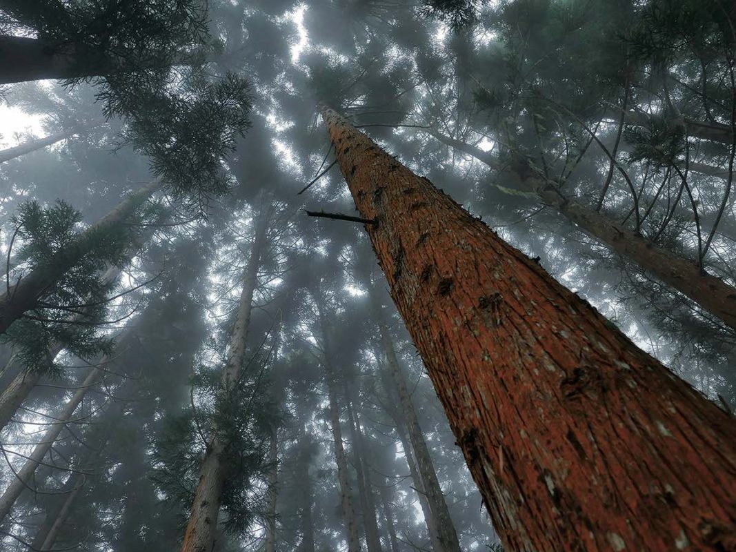 Forêt des Makes