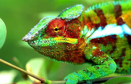 La faune terrestre et marine de La Réunion