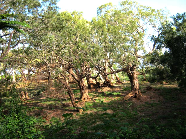Le circuit pédestre de la Tamarinaie de la Ravine Blanche