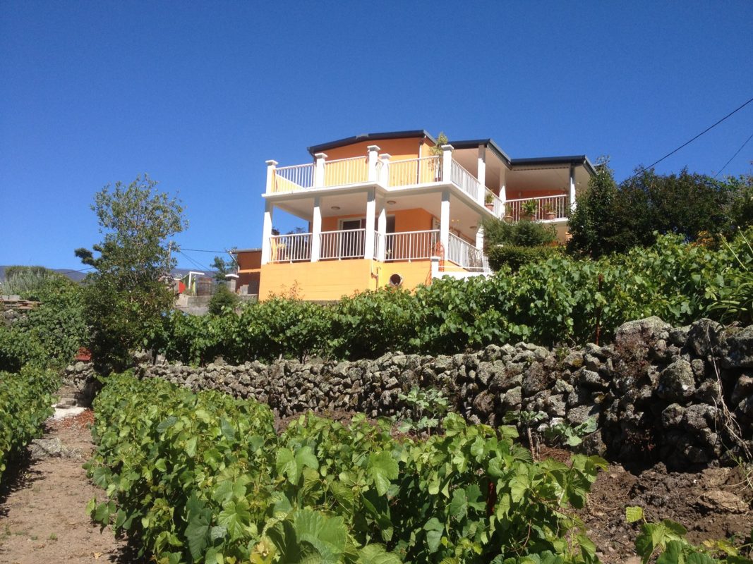 Les Bégonias