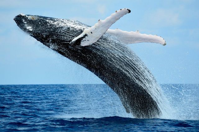 L’observation des baleines à La Réunion