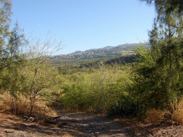 Forêt de L’Étang-Salé