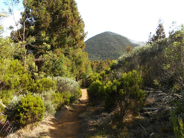Piton Sec – Route forestière Piton Guichard – Aire de pique-nique