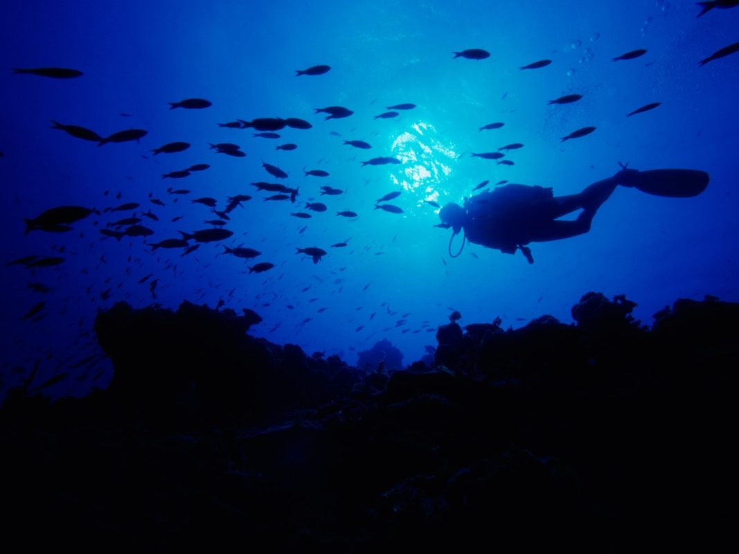 Poa Dive