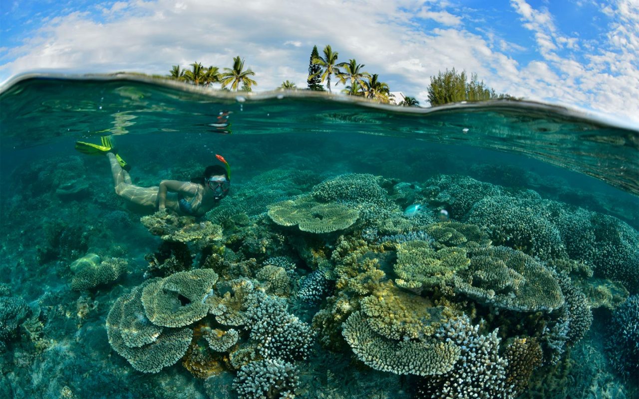 Réserve Naturelle Marine de la Réunion