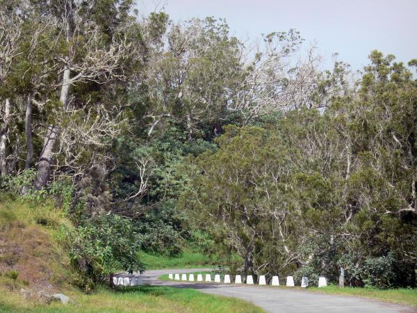 Route forestière des Tamarins   –   Bras Mahot – Aire de pique-nique