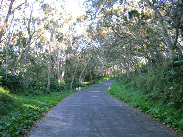 Route forestière des Tamarins   –   Fond Persil – Aire de pique-nique