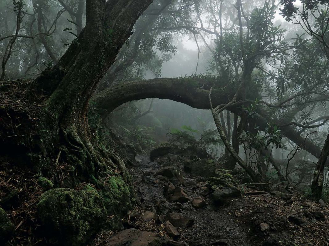 Forêt de Bélouve